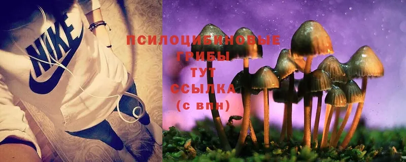 кракен   закладка  Новодвинск  Галлюциногенные грибы MAGIC MUSHROOMS 